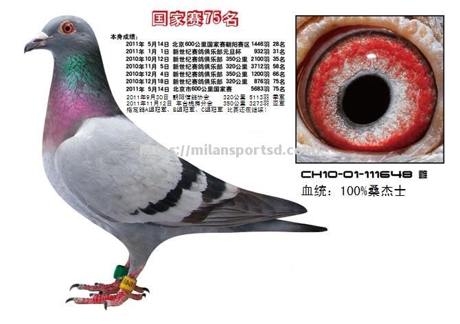 新疆队擒河北铁牛队，冲击争夺季军