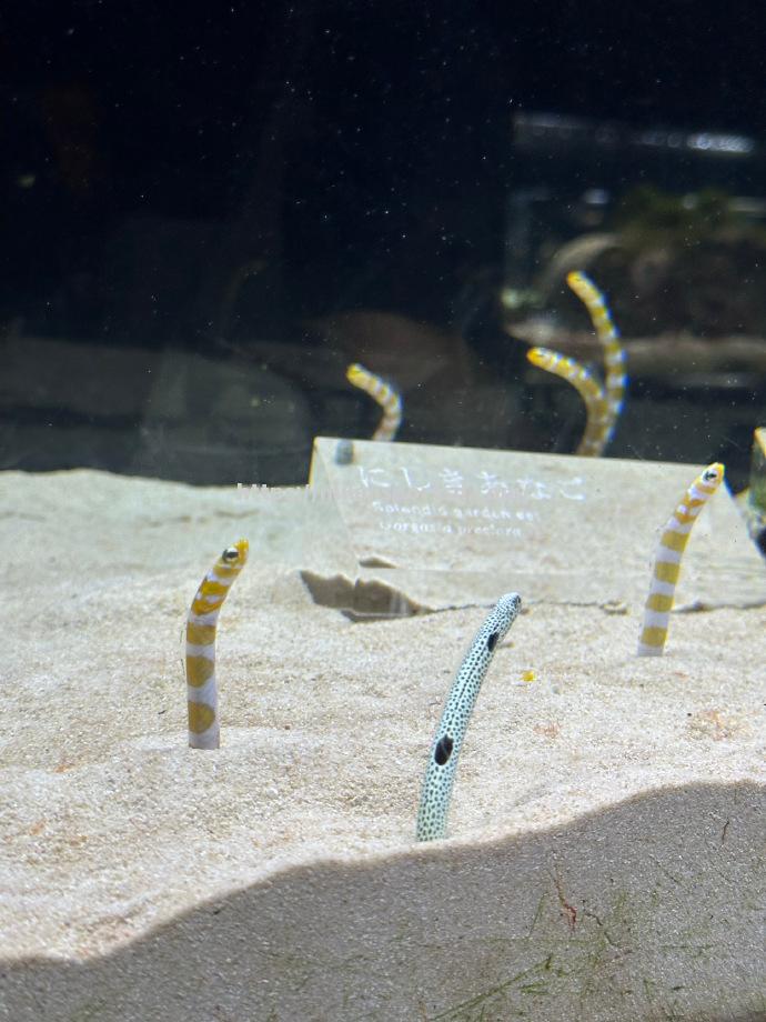 京都水族队力克对手，晋级下一轮比赛